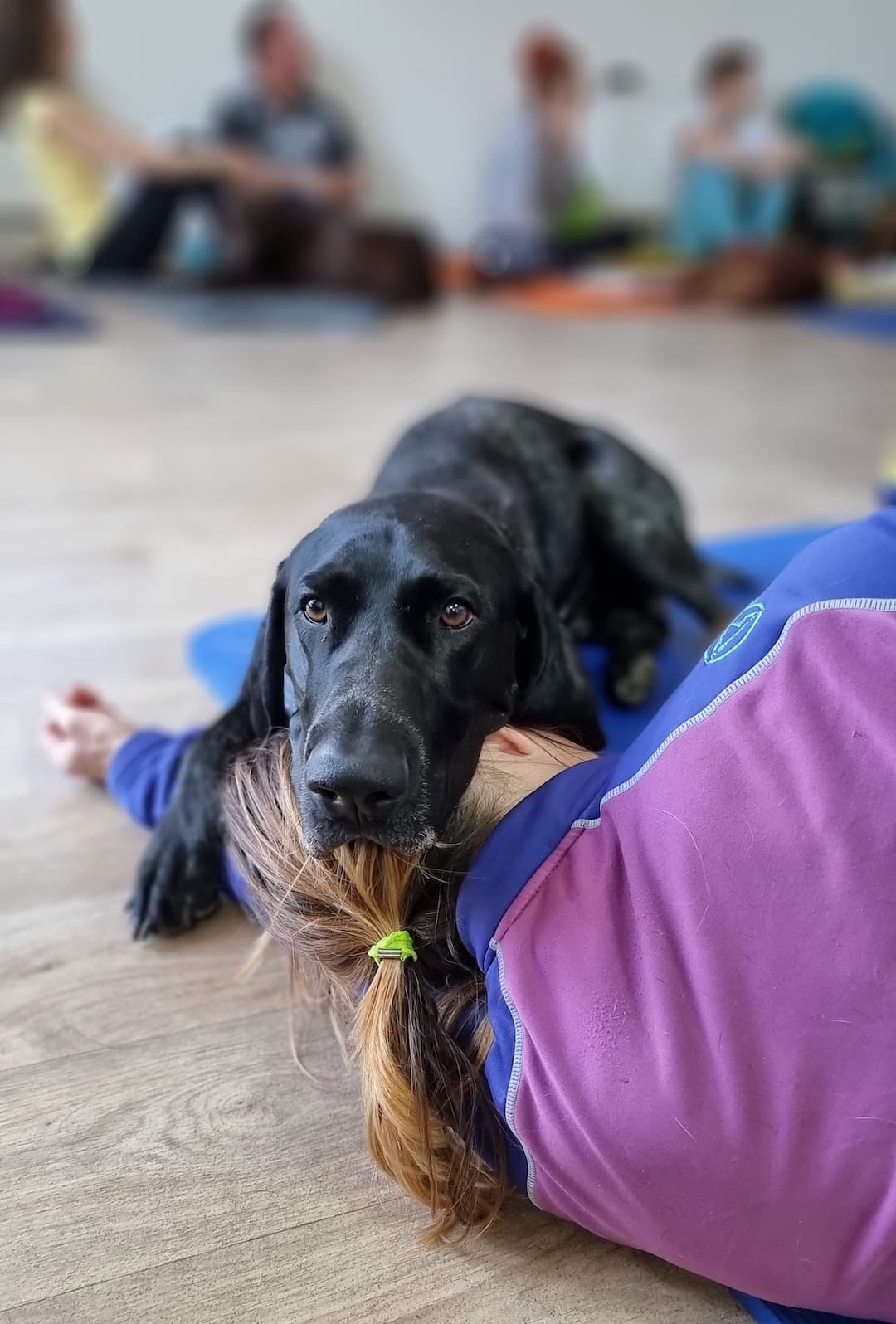 Co všechno zahrnuje léčebná veterinární rehabilitace?