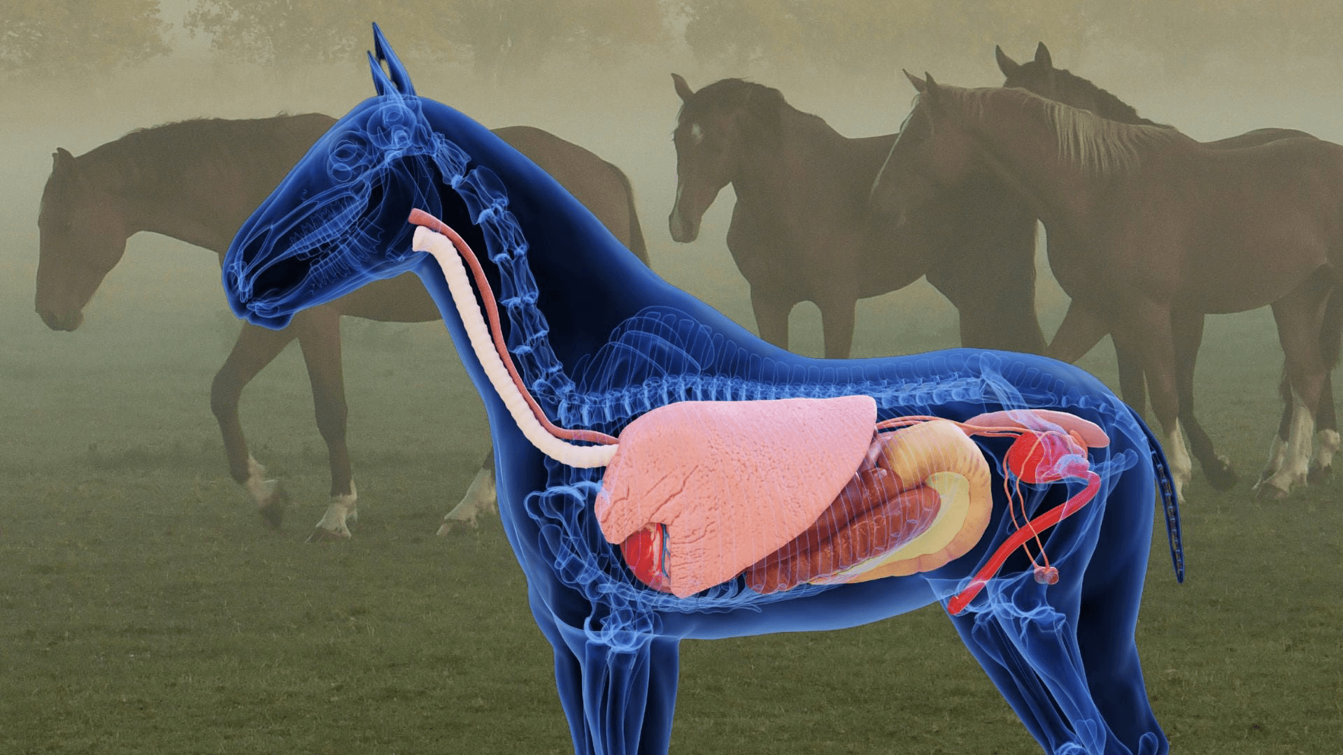 Anatomie a fyziologie koní a proč jí rozumět